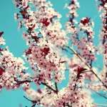 I ciliegi in fiore del Giappone